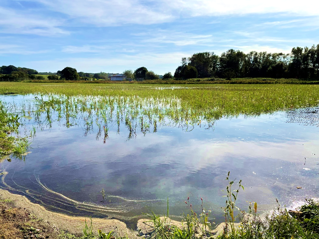 Conningbrook Wetlands