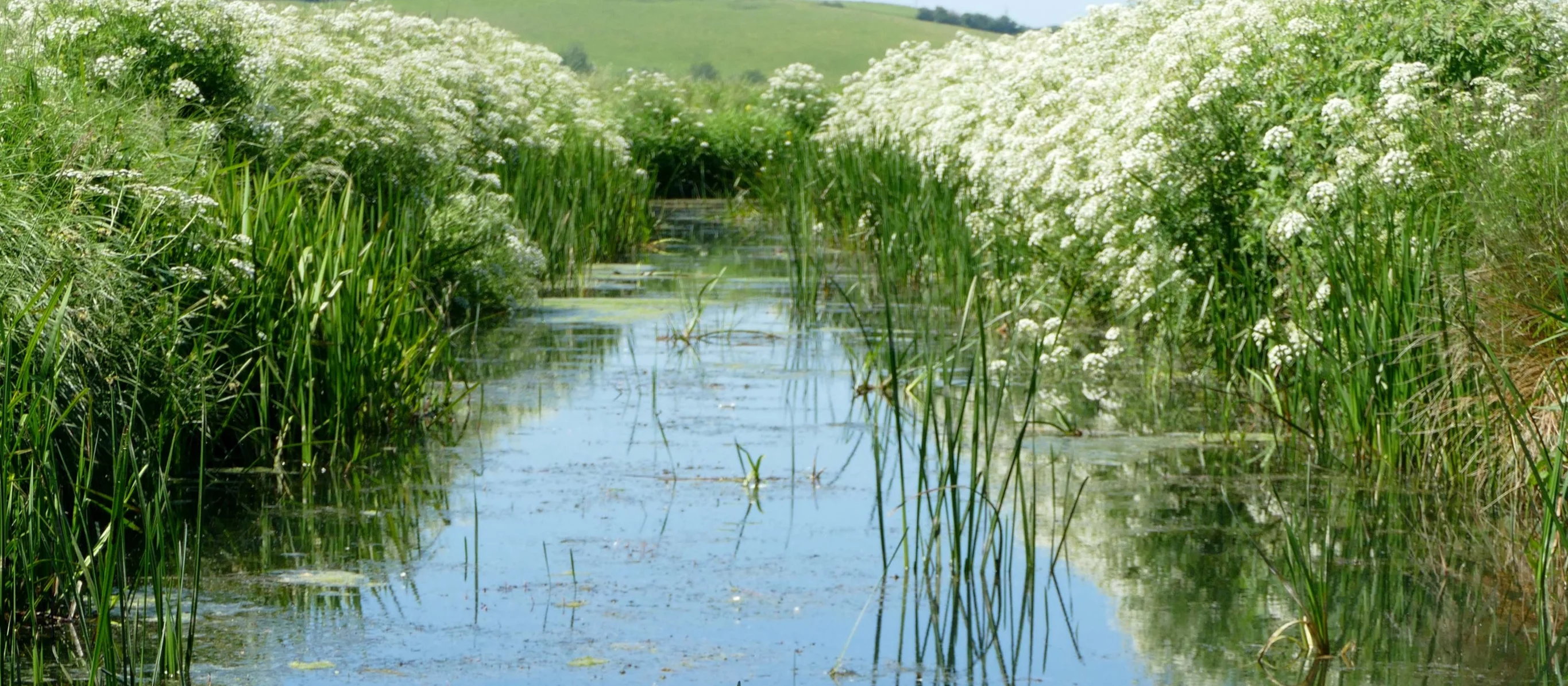 Winchelsea Landscape Revival, East Sussex